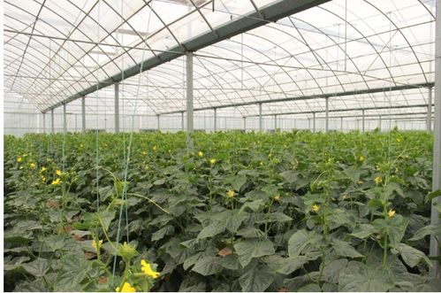 電子商務進農村按下加速鍵,蘇寧易購立足平臺優勢助力鄉村振興