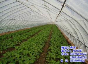 防蟲網價格 翰航絲網 在線咨詢 防蟲網