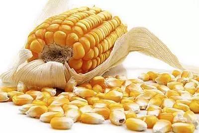 終于有準信了 黑龍江大慶市玉米和大豆的生產者補貼9月底前就能拿到,其他的市也快了,別急